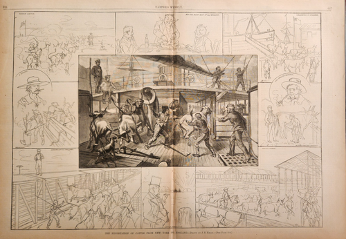 Cattle Beef Cows Industry New York To London Export Harper's Weekly 1881 Folio - Picture 2 of 2