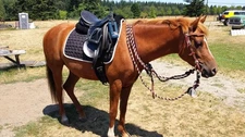 Fancy Western Bridle with Alpaca Mecate and KorSteel Snaffle