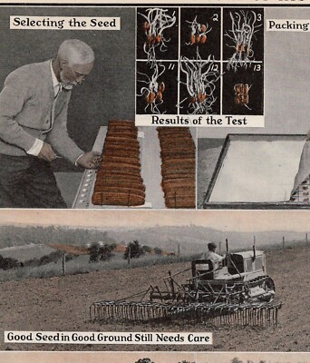 CORN FARMING   Seed Testing, Field Care & Plant Anatomy 1948 Vintage Print
