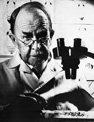 Nobel Prize winning geneticist Thomas Hunt Morgan a microscope- 1920 Old Photo