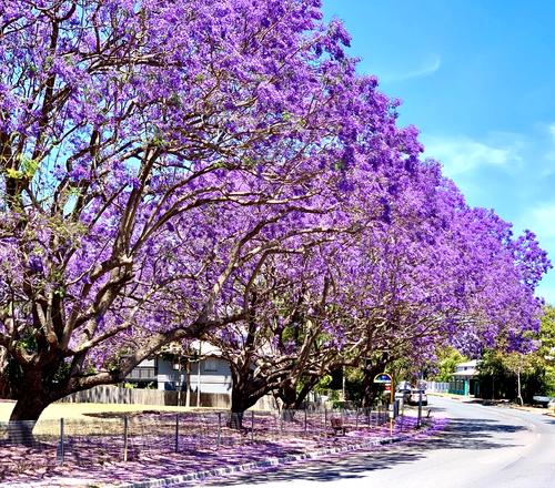 20 BLUE JACARANDA SEEDS | FAST-GROWING FERN TREE | BLUE FLOWERS FREE SHIPPING 🌳 - Picture 4 of 8