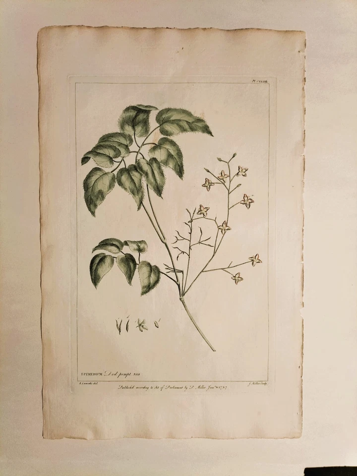 Lotto di 6 stampe antiche originali - Erbario - 1760 - PHILIP MILLER - Immagine 4 di 4