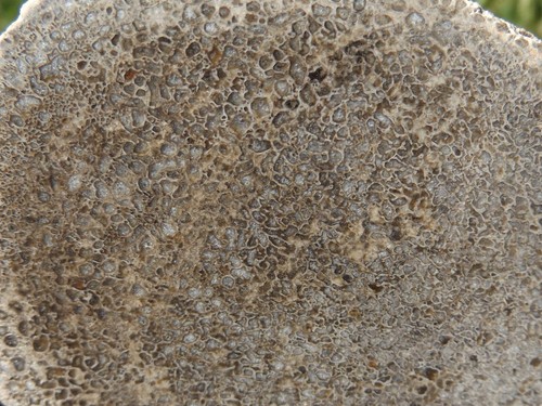 DIG-N-UTAH: DINOSAUR BONE POLISHED DISPLAY CAB SLAB # L 516 - Picture 2 of 3