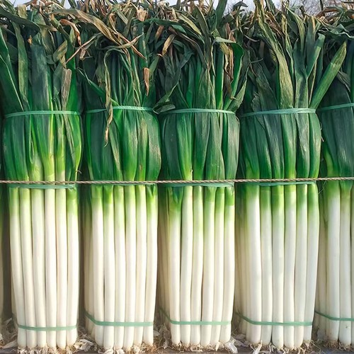 Sowing for all Seasons Green Onion Seeds Hardcore Green Onion Seeds Classic ∂ - Picture 10 of 12