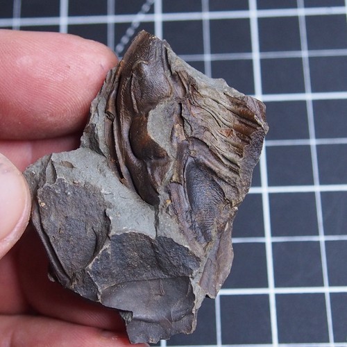 36gr Trilobite Checo Conocoryphe sulzeri Cámbrico Fósiles 471 - Imagen 6 de 15