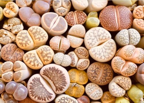 COLOR LITHOPS MIX Succulent EXOTIC Living Stones Desert Rock Seed100SEEDS - Picture 5 of 11