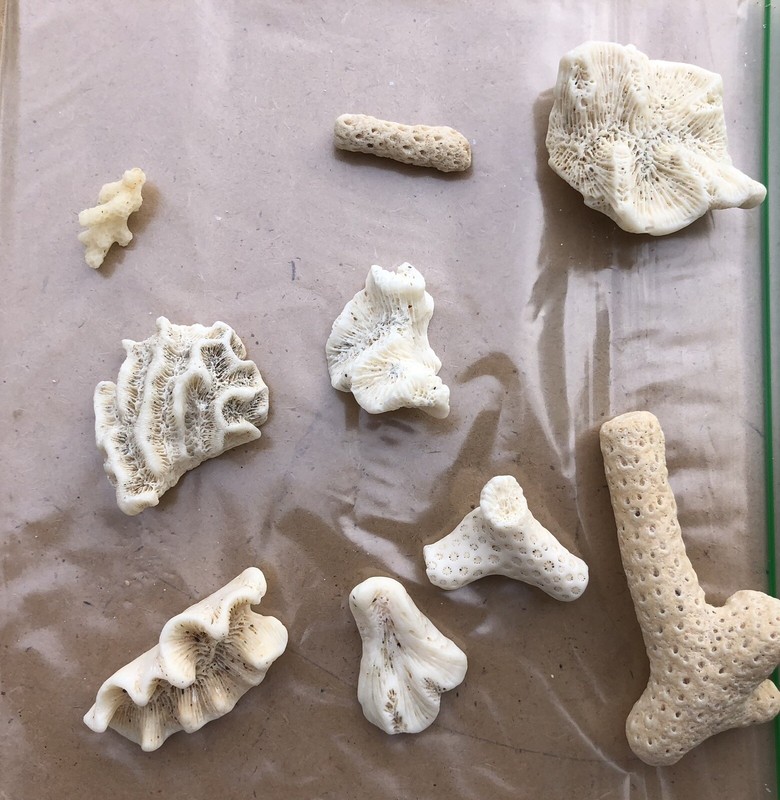 Lot Of 9 Unique Sea Coral Collection Tank Or Home Decor (6”x6” Background)