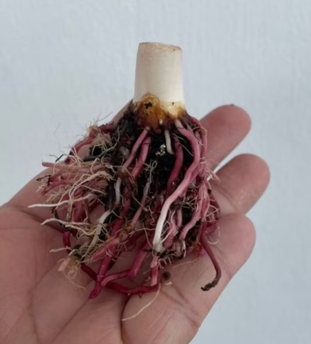 ORIGINAL Caladium Emperor 1 Glühbirnen - Bild 4 von 5