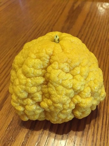 CITRUS limon BUSH – Zwergaustralischer Zitronenbaum – 10 frische Samen - Bild 2 von 2