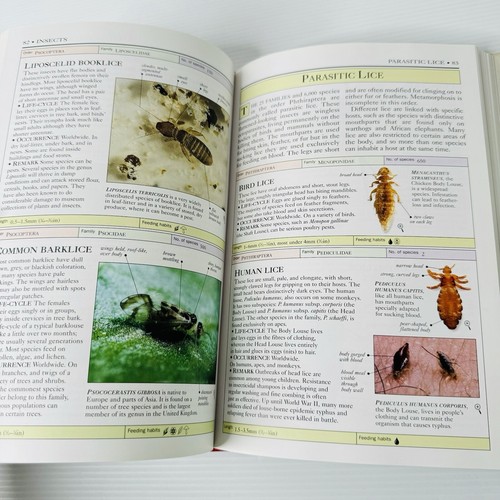 Insects Spiders And Other Terrestrial Arthropods by George C. McGavin Handbook - Picture 9 of 9