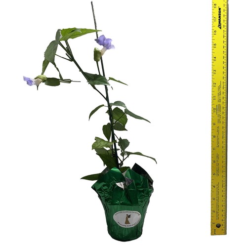BLUE SKY VINE Thunbergia grandiflora Fast Growing Tropical Flowering Vine Plant - Picture 6 of 6
