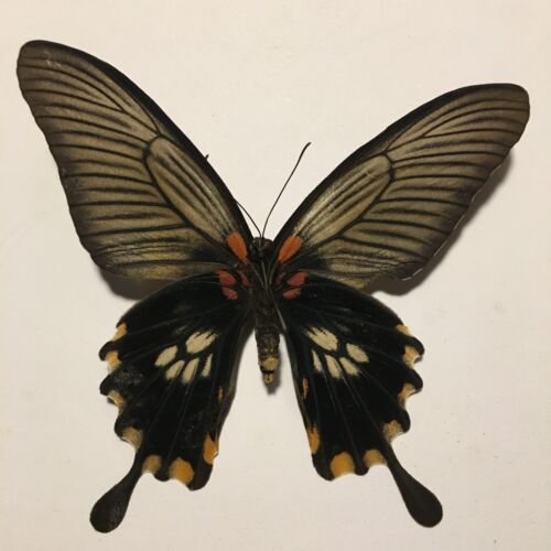 Insect/Butterfly/Moth Set/Spread B2028 Rare FeMale Papilio memnon alcanor - Imagen 4 de 4