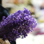 Preserved Baby's Breath Gypsophila Deep Purple Dried Flower Floral Decor