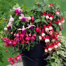 Fuchsia Garden Ready Plants Collection - Hardy Outdoor Shrub Plant