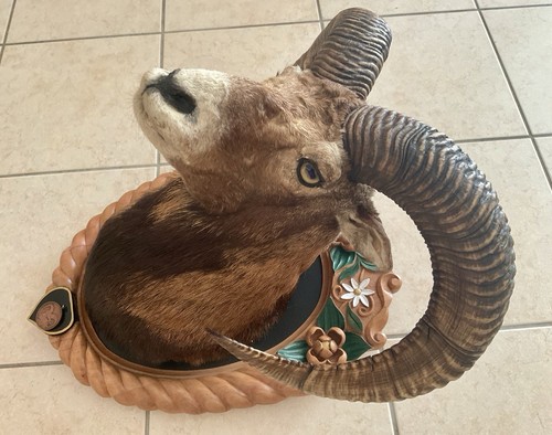 Mufflon Trophäe Präparat Widder Geweihe Jagdtrophäe Bronzemedaille Ungarn - Bild 6 von 12