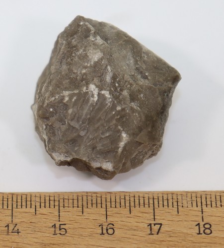 Trilobit, Bronteus palifer, Devon, Koneprusy, Beroun,Tschechische Republik-i398 - Picture 6 of 6