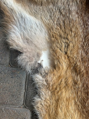 Fox skin with a stuffed head, tanned skin, fur, trophy, taxidermy, carpet, - Zdjęcie 4 z 4