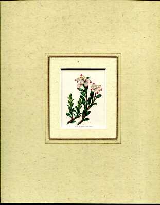Maund, Benjamin MOUNTED HAND COLOURED PRINT 'ARCTOSTAPHYLOS UVA URSI' FROM 'THE