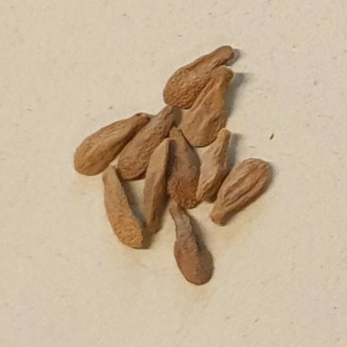 Pachypodium bispinosum - 10 Samen - Bild 6 von 11