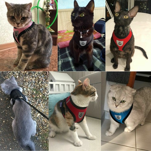 Katzengeschirr & Leine Ausbruchsicher Soft Verstellbar Hundegeschirr Geschirr - Bild 5 von 23