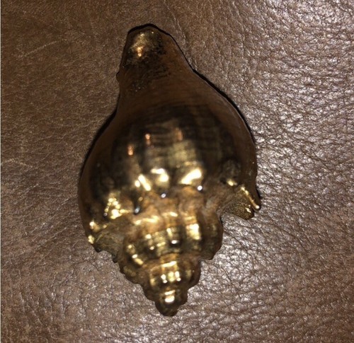 1.5 Inch Gold Tone Conch Shell Brooch - Picture 2 of 4