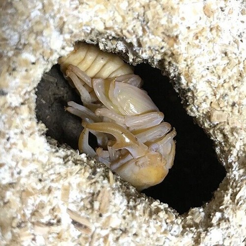 Valigetta allevamento larva/pupa coleotteri cervo Mycelium Mycelia Pleurotus cystidiosus - Foto 4 di 16