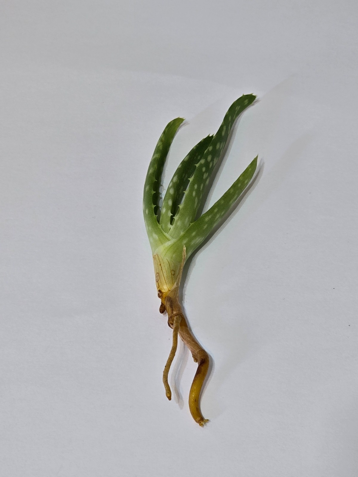 Aloe Vera Plant healthy young Pups (Easy to care for) House Plant