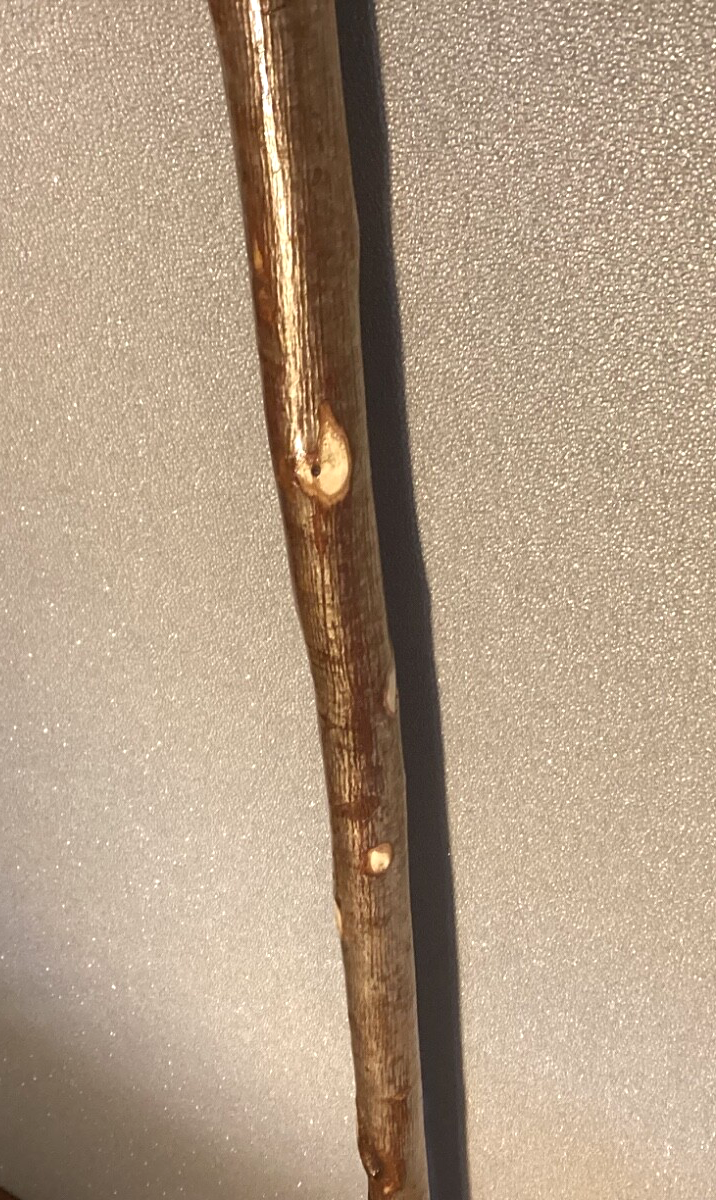 Picture 5 of 14