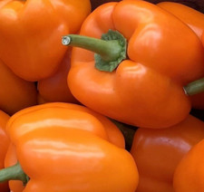 ORANGE BELL PEPPER SEEDS 30 ORANGE SUN sweet VEGETABLE garden NON-GMO free ship