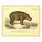 New ListingHippopotamus Print, Antique Style Home Décor, 8" x 10" Reproduction Wall Art
