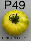 graine / seed tomate taille grosse variété PINEAPPLE PIG