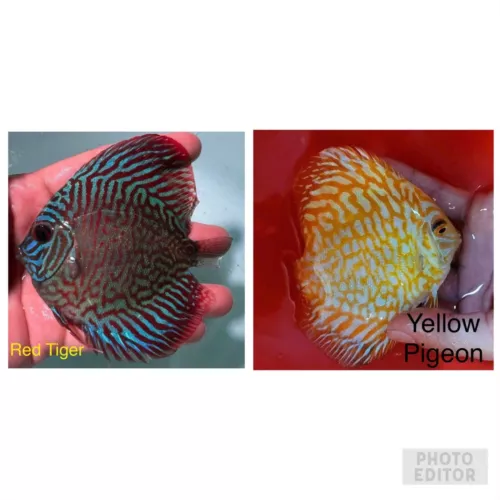 Pack of 2 Discus Fish 3.5”-3.75” - Live Fish Aquarium Overnight Shipping
