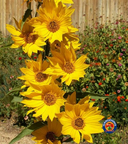 Maximilian Sunflower Seeds Helianthus Maximiliani (200 to 2000 SEEDS) - Picture 2 of 6