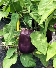 Purple Beauty Sweet Pepper Seeds - 25 Seeds