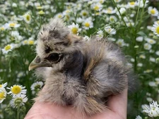 4 (+2 free!) Fertile Silkie, Showgirl, Frizzle X Sizzle Bearded And Crested Eggs