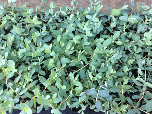 Eucalyptus Live Plant, Spa Plant, Healthy Starter Plant, Well Rooted Plugs - Picture 6 of 35
