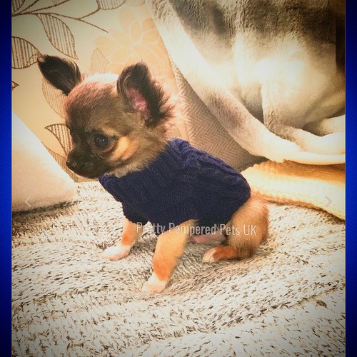 XXXS Tiny Puppy Size Knit Coat Pet Chihuahua Clothes Dog Navy Colour Jumper Navy - Picture 2 of 6