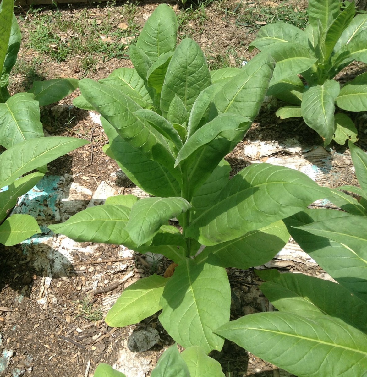 tobacco plant medicinal uses Traditional Tobacco