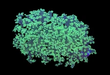 WYSIWYG Bicolor Frogspawn Live LPS Frag Coral Saltwater Reef Aquarium