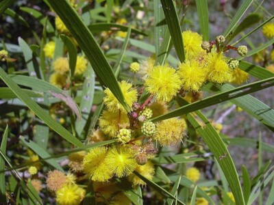Acacia confusa | Small Philippine Acacia | 15 seeds | eBay
