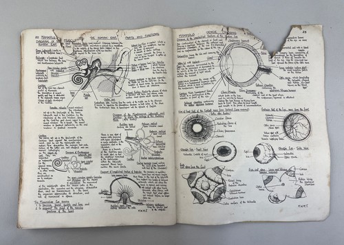 Anatomischer Atlas Maud Jepdon 1947 Original Papier Kopie - Bild 6 von 7