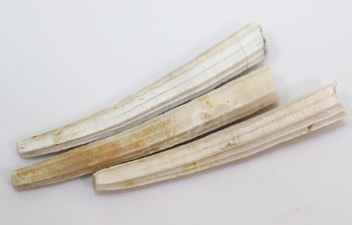 Piedi funerari, Scaphopoda, Dentalium sexangulum, Terziario, Badagnano, Italia -i267 - Foto 5 di 6