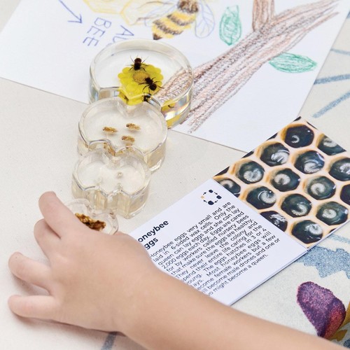 Kaplan Early Learning Specimen Life Cycle Puzzles - Honey Bee - Picture 2 of 7