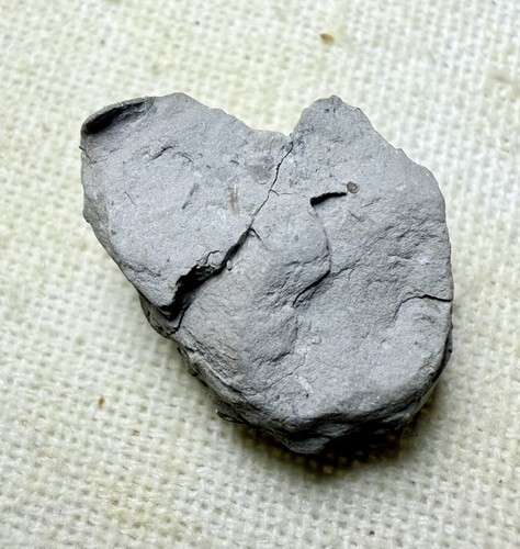 Phacops Trilobite ~Silica Formation~ Ohio ~ Devonian Period - Picture 5 of 8