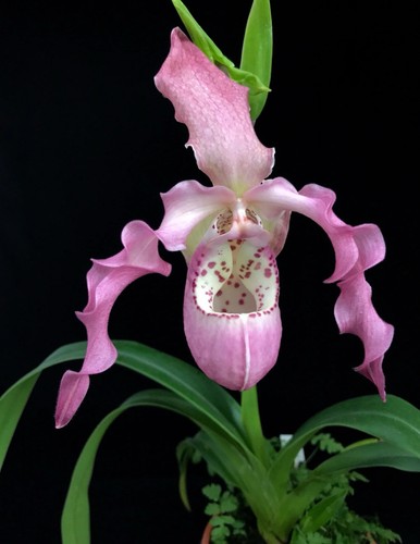 Phragmipedium Urgandiae X kovachii Orchidee Hybride Pink Raspberry Fresh 4" RePot