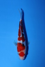 1 QTY QUALITY Doitsu Sanke 6.5 JAPANESE Koi live fish standard fin A1koi