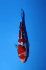 1 QTY QUALITY Doitsu Sanke    6.5 ” JAPANESE Koi live fish standard fin A1koi