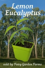 4PACK Live Lemon Eucalyptus Tree Only 2" Tall Growing In 3" Pot FREE PLANT SHIPP