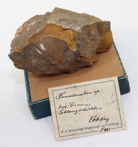 Trilobit, Homalonotus sp., Devon, Ems, Koblenz, Deutschland -k116 - Picture 1 of 7