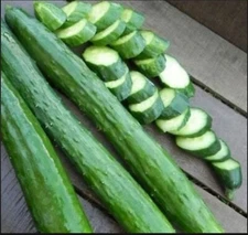 Japanese Long cucumber seeds - Crisp ! Tasty ! Sweet ! Extra long  ! Asian !
